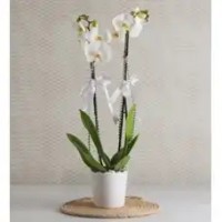 seramik vazoda orkide2dal