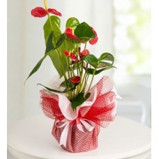 Saksı kırmızı antaryum çiçeği