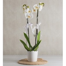 Çift dal beyaz orkide seramik saksıda