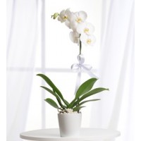 zarif orkide tekli beyaz
