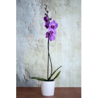 zarif renkli tekli orkide