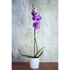 zarif renkli tekli orkide